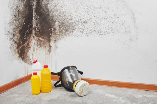 Best Residential Mold Removal  in Pineland, TX