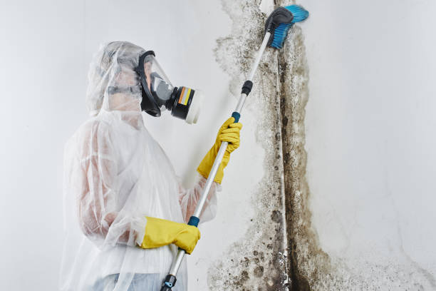 Best Same-Day Mold Removal  in Pineland, TX