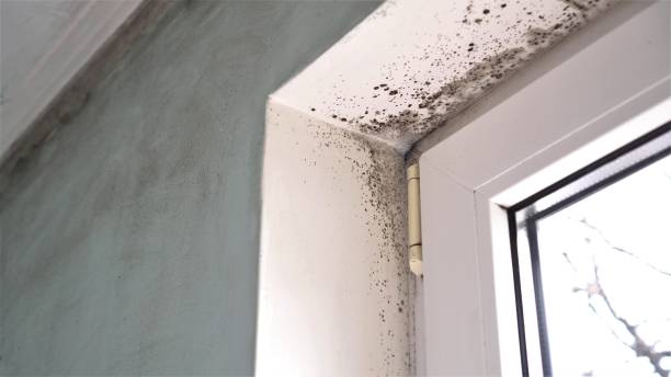 Best Same-Day Mold Removal  in Pineland, TX