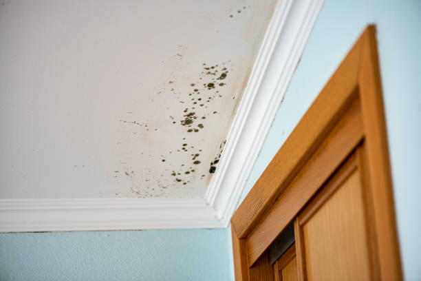 Best Residential Mold Removal  in Pineland, TX