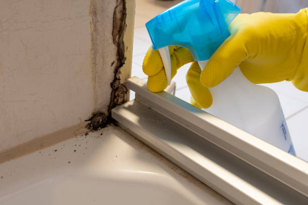 Best Emergency Mold Removal  in Pineland, TX