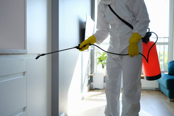 Best Mold Remediation  in Pineland, TX