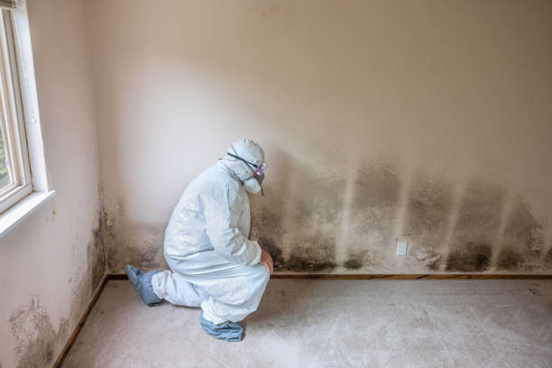 Best Best Mold Removal Companies  in Pineland, TX