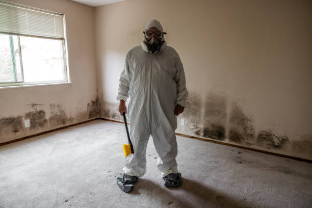 Best Fast Mold Removal  in Pineland, TX