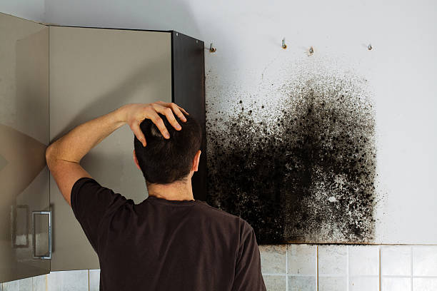 Best Commercial Mold Removal  in Pineland, TX