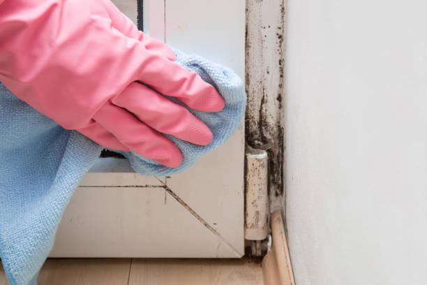 Best Mold Cleaning Services  in Pineland, TX